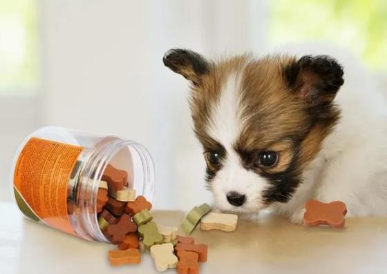 تنقلات مخصوص جویدن دندانها برای حیوانات خانگی با ماشین 380V یا ولتاژ قابل تنظیم رفتار می کنند